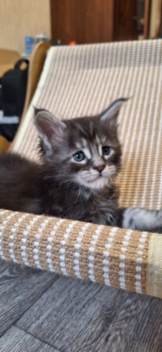 Котята породы мейн-кун