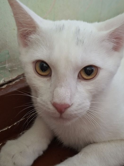 Пристраивается котик,7  месяцев