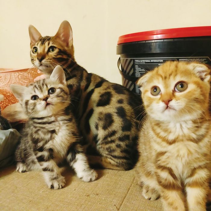 Котята чистокровные