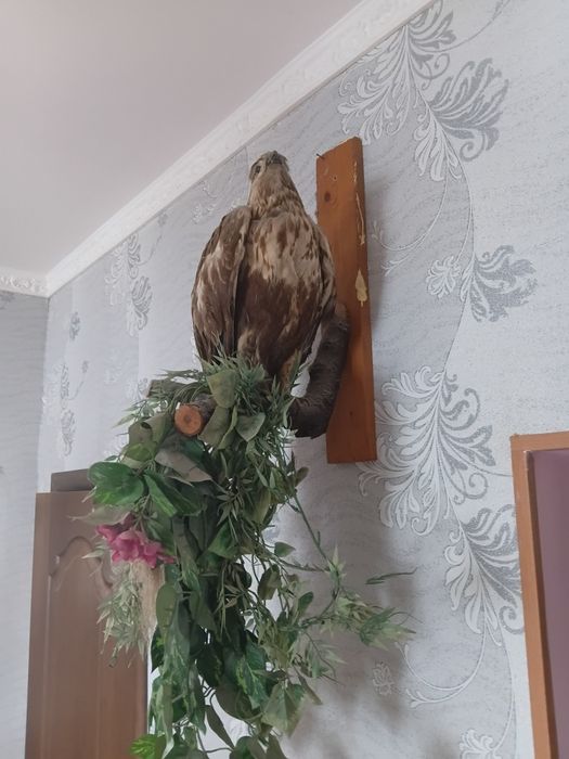 Чучело  птицы канюк