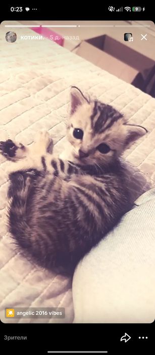 Ищу дом котятам!