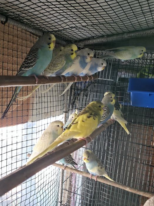 Vând  pui peruși la bucata sau angro