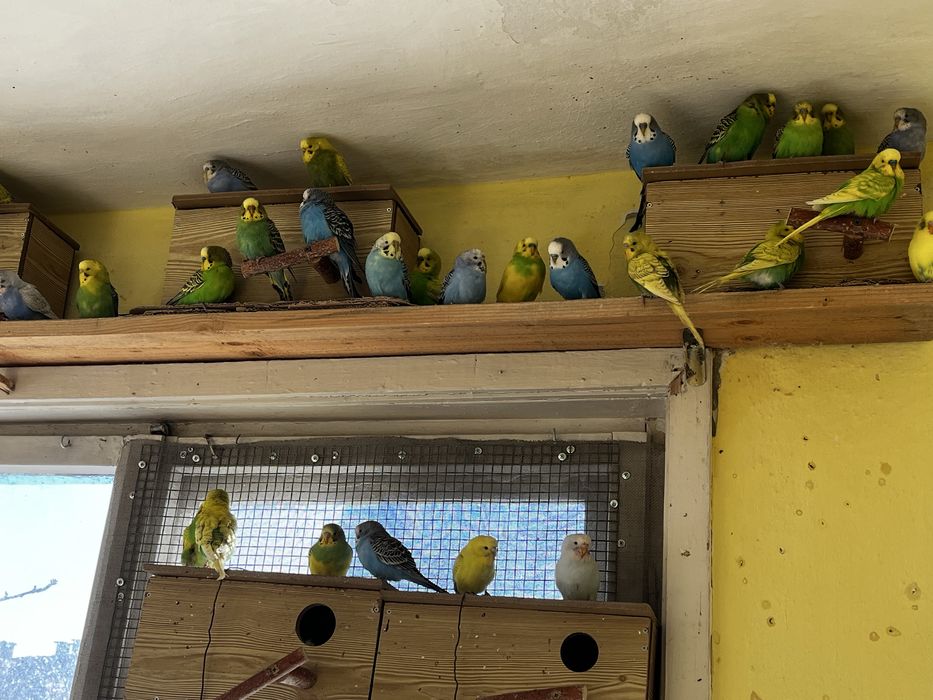 Вълнисти папагали