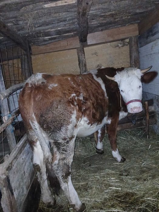 Vand juninca baltata