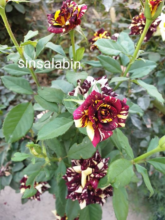 Atirgul kochatlari va atirgul kozlari katalina ,jumila ,chorniy magia,