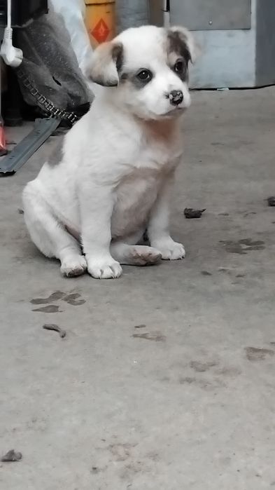 Подарявам къченце