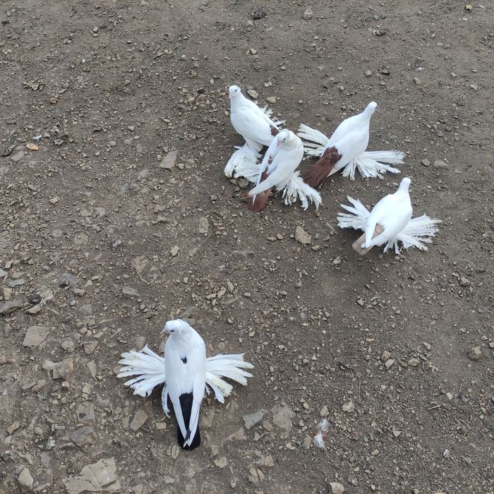 Голуби северокавказские