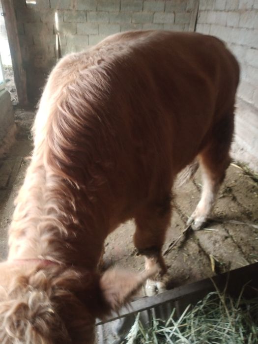 Тоқал бұқа сатылады