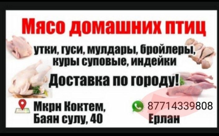 Куры Суповые Домашние