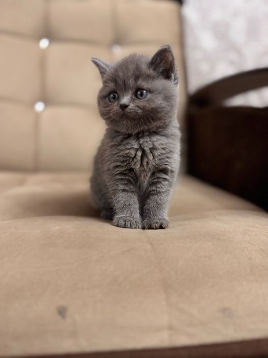 Скоттиш страйт продается девочка