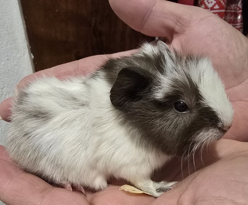 Maimuțoi îmblăniti