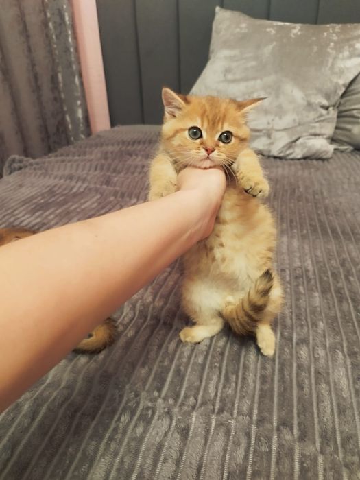 Котята Шиншилла золотая