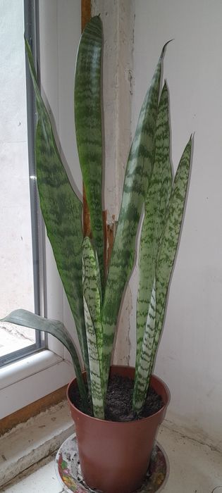 Комнатные цветы.