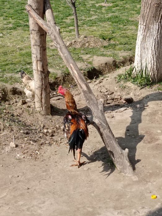 Dakan xoʻroz sotiladi
