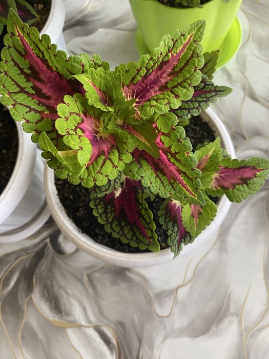 Декоративные комнатные растения