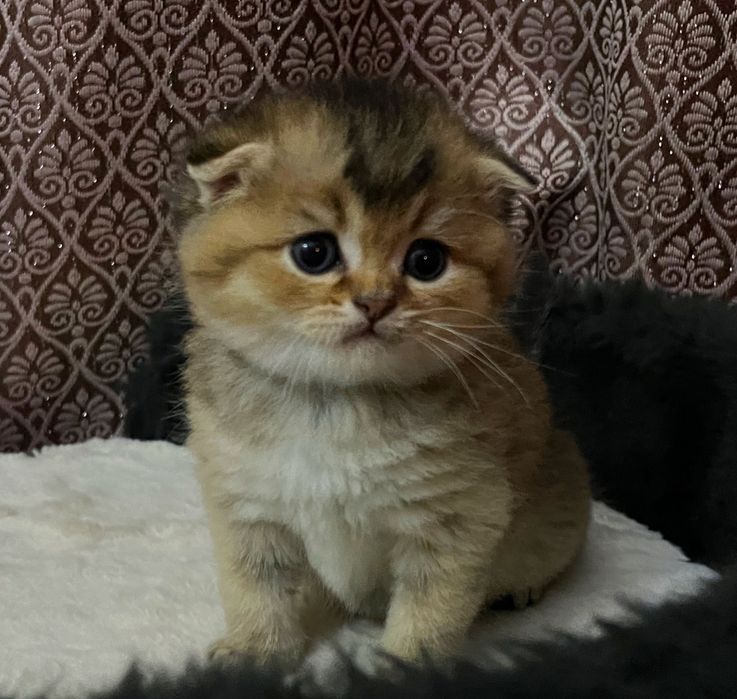 Продаются котята  Золотые Шиншиллы