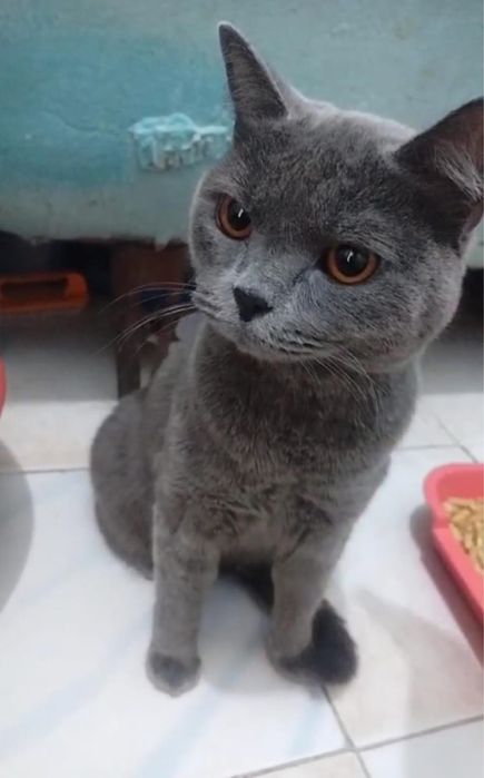 Продаю пародистую кошку шотланку