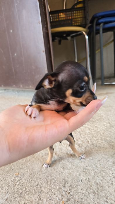 Щенки  пинчера-той