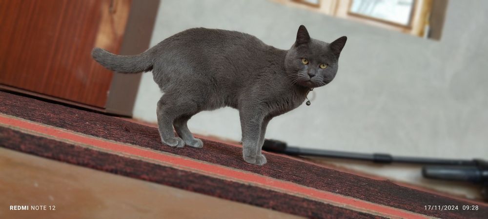 Yetuk xotinning tukli mushuk