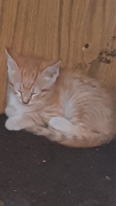 Отдам милых котят