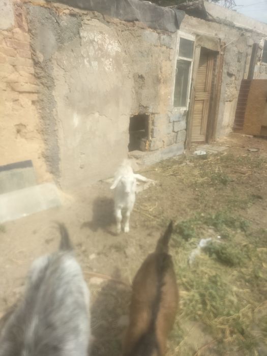 продам породистых коз