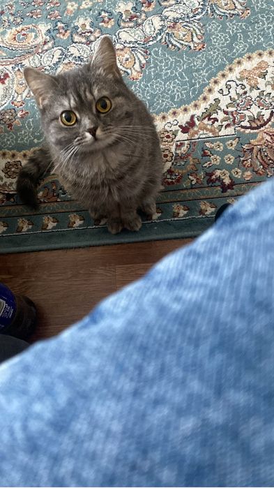 Срочно в добрые руки (сегодня )