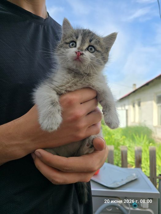Котёнок мальчик в добрые руки