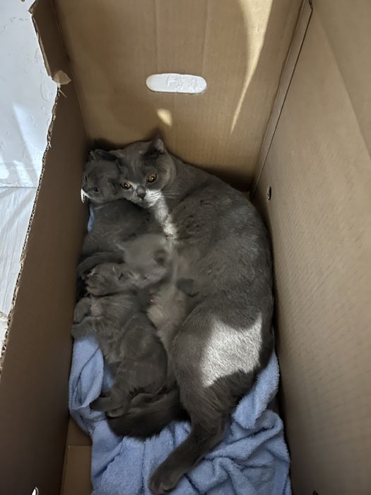 продам британских котят