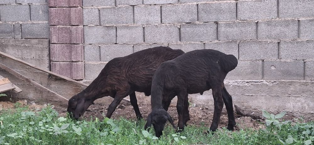 2 Қозы сатылады, 4 айлықтар