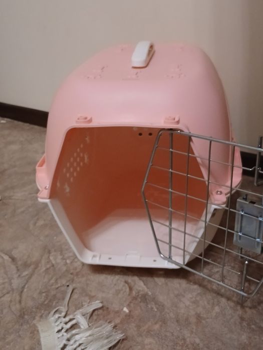 Британская шиншила мысык