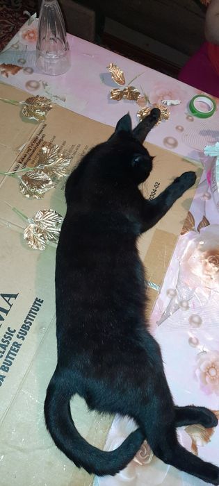 Kichkina mushukbola sotiladi juda aqilli 6 oylik
Kerak bo‘lsa yana si