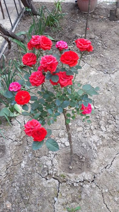 Shtampoviy  atirgul ko'chati sotiladi