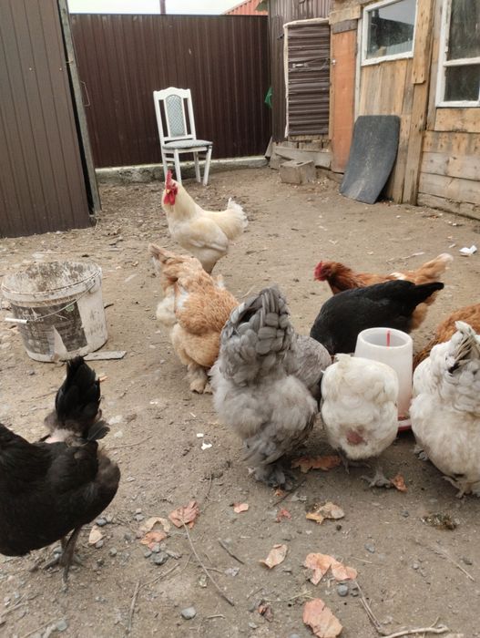 ПродаюКуры домашний