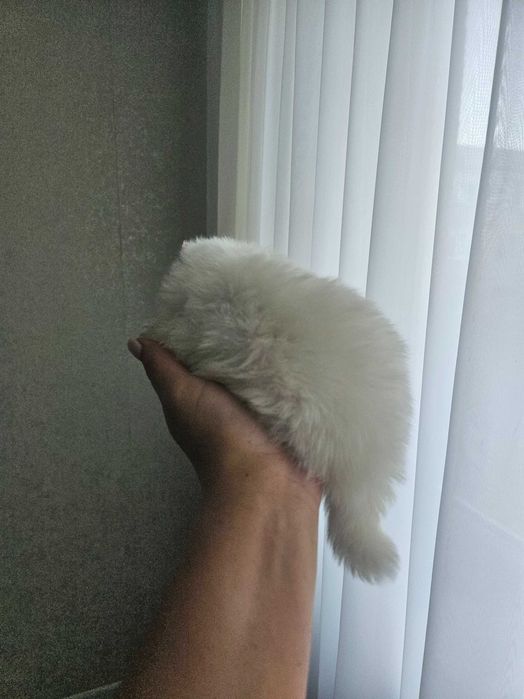Щенки японского шпица
