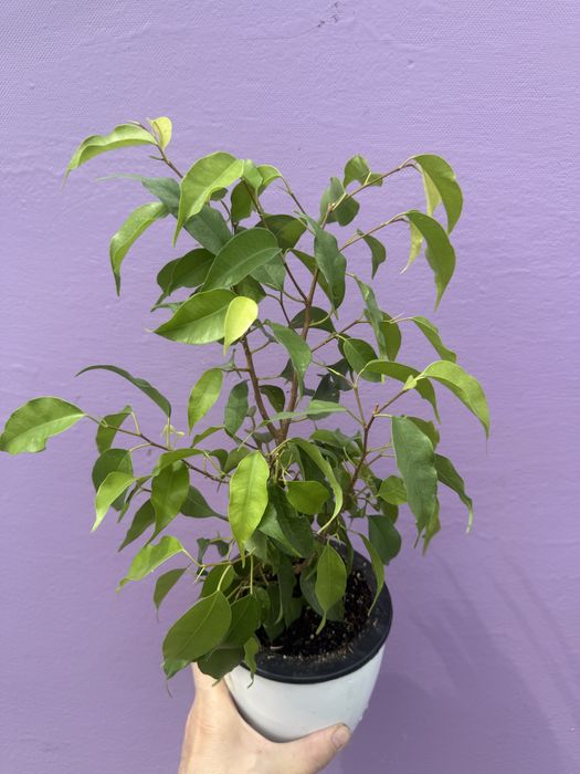 Продам фикусы сортовые
