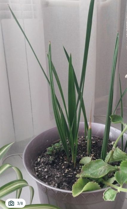 Срочно !!!Продам комнатные цветы.