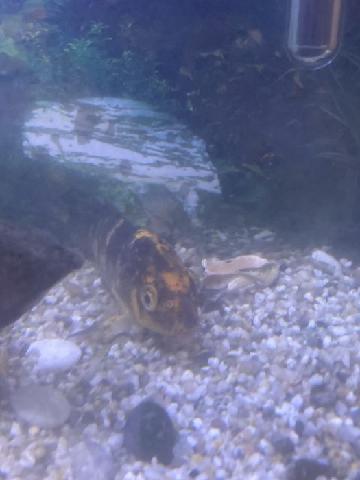 Vand Peste Koi pret negociabil