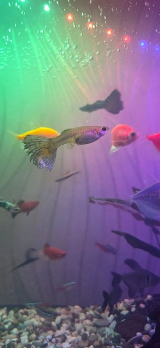 Продам рыбок дёшево