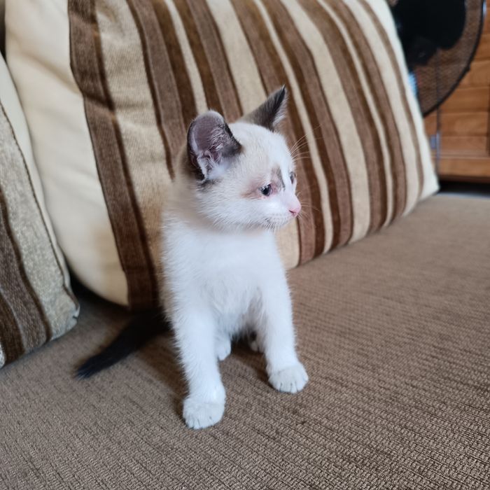 Котята домашние !!!