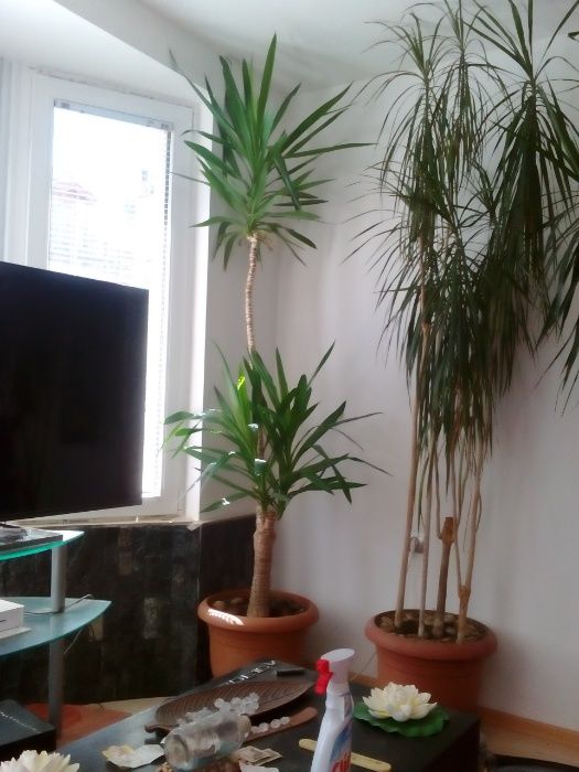 Продавам Палма Драцена