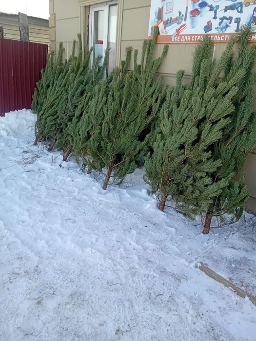 В продажи имеются елки