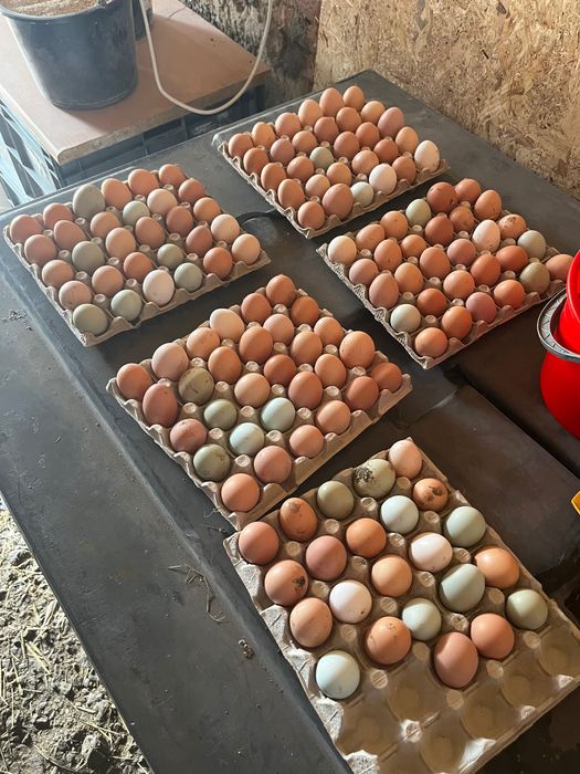 Ouă de găină crescute la sol cu mâncare BIO