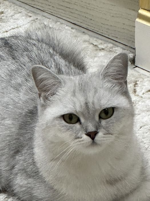 Британская короткашерстная кошка