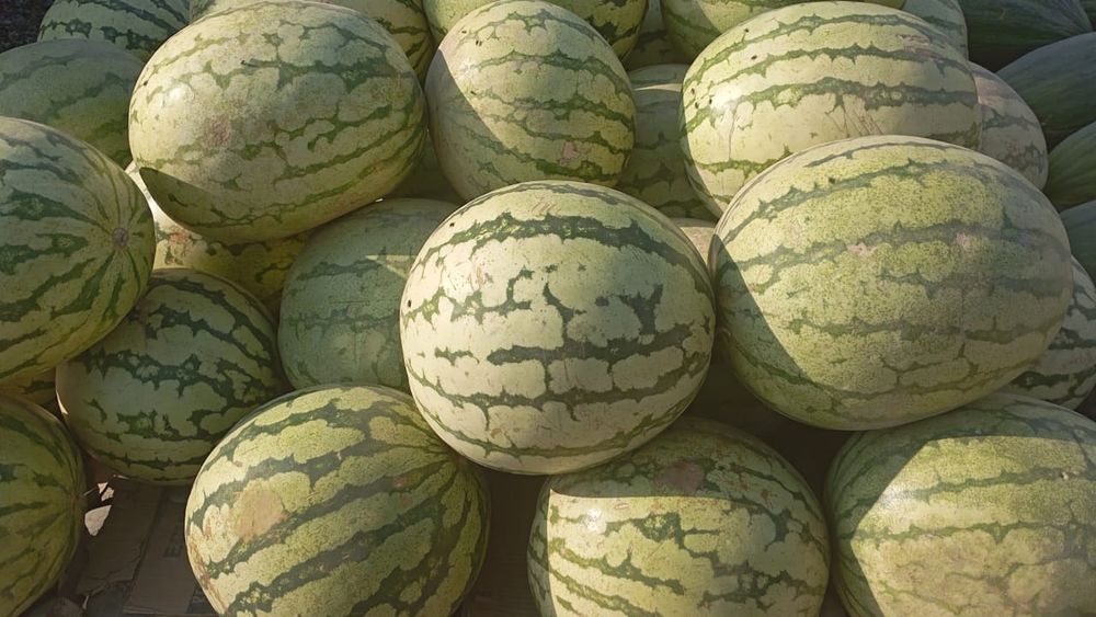 Қауын Шымкент қаласы