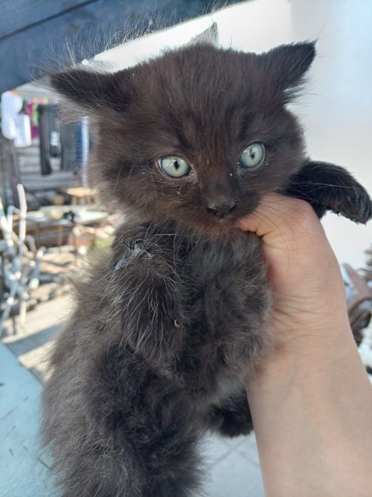 Дарю котят в добрые руки