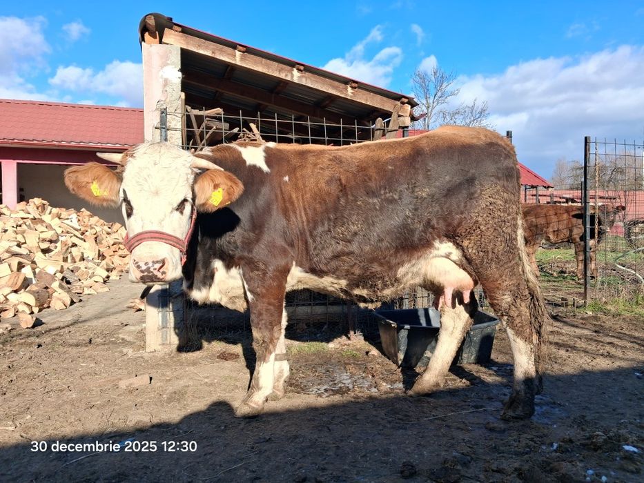 Vaca metis Baltata Romaneasca