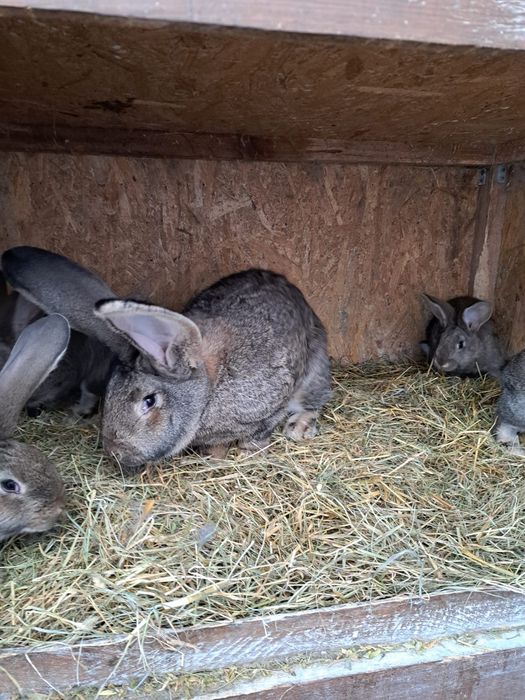 Femela uriaș german gri