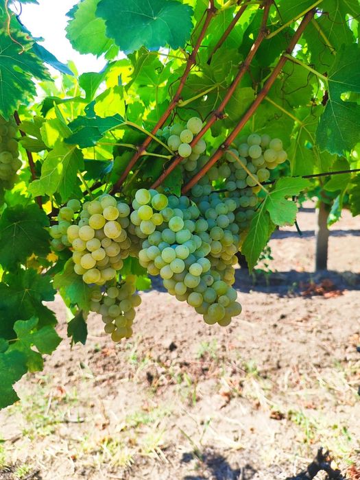 Struguri de vânzare pentru vin!