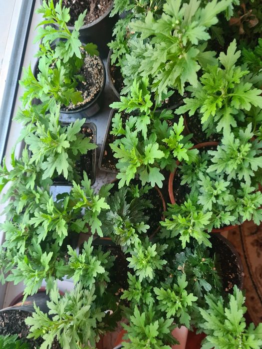 Комнатные растения