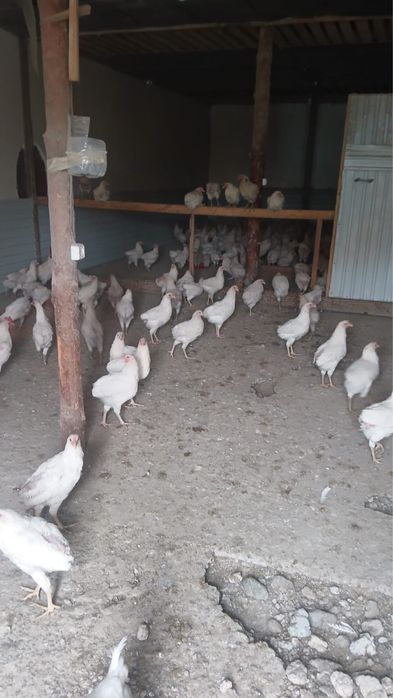 Продам куры несушки